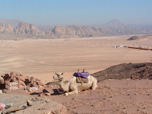  SINAI 